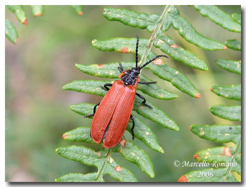 Ritratti (3): Lygistopterus anorachilus (Col. Lycidae)